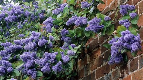 plants to hide indoors